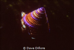 Top shell Monterey bay California by Dave Difiore 